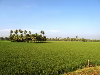 Scenic view of farm against sky