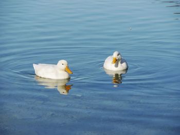 Swans swimming in lake