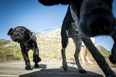 Close-up of dogs running