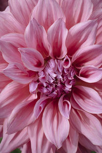 Close-up of pink dahlia