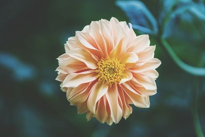 Close-up of orange flower