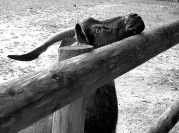 Black cat sitting on wood in zoo