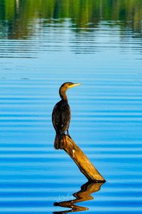 Bird perching on a lake