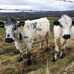 Cows standing by fence on field