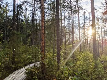 Pine trees in forest