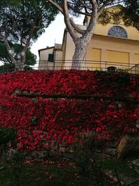 Low angle view of red flowers in greenhouse