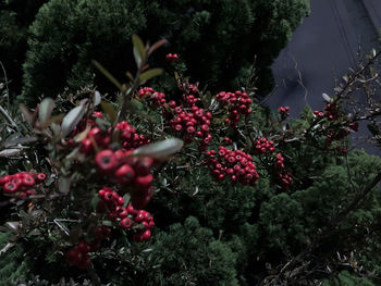 Close-up of red berries on tree