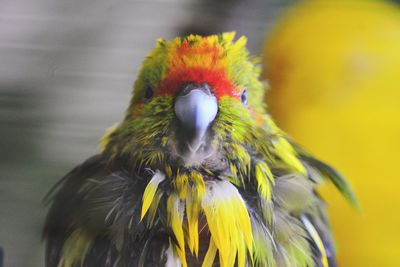 Close-up of bird