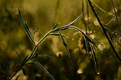 Close-up of wet grass