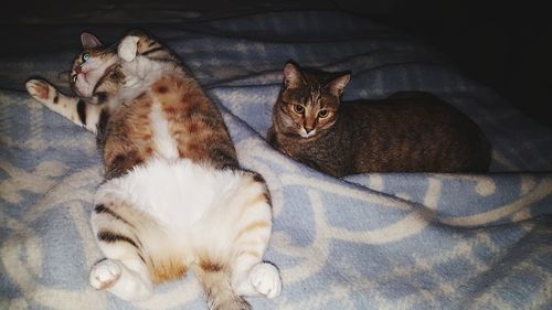 High angle view of cat sitting on bed