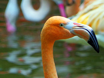 Close-up of duck in lake