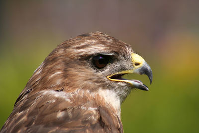 Close-up of hawk