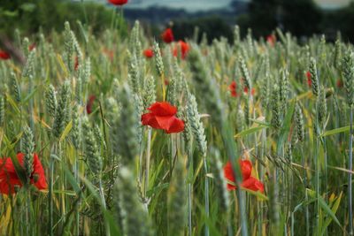Close-up of red poppy flowers in field