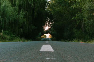 Road amidst trees in forest