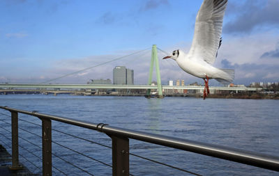 A seagull next to the river rhine in cologne, germany