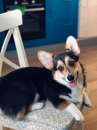 Close-up portrait of dog relaxing on floor