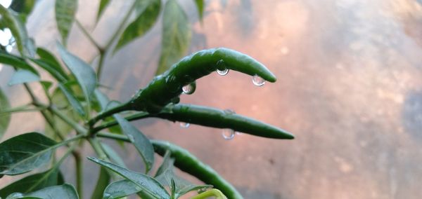 Close-up of water drops on plant