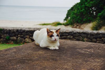 Cat on retaining wall by sea against sky