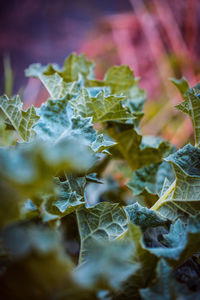 Full frame shot of plants