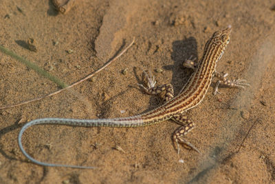 High angle view of lizard on sand