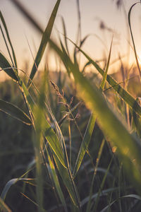 Close-up of grass growing on field against sky