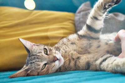 Little cute tabby cat liying on blue sofa with yellow pillow and playing with woman's hand.