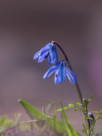 Close-up of purple flower plant