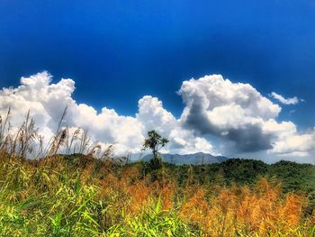 Scenic view of landscape against blue sky