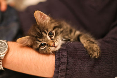 Close-up of kitten on sofa