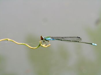 Dragonflies, tendrils, cobwebs are above the water. animal themes close-up focus object