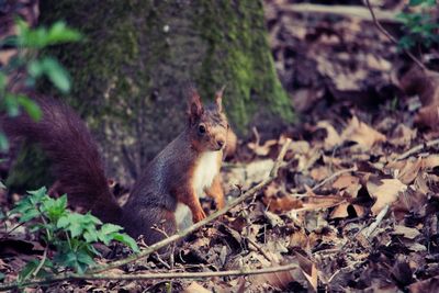 Squirrel in a field