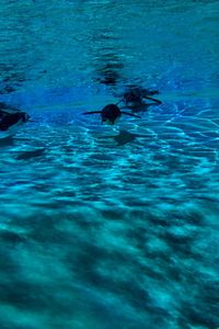 Ducks swimming in sea