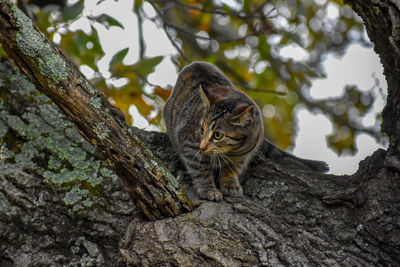 Cat in a tree