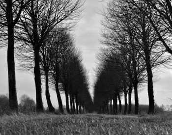 Trees on field against sky