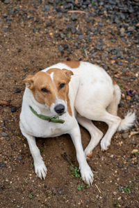 High angle portrait of dog seating on land