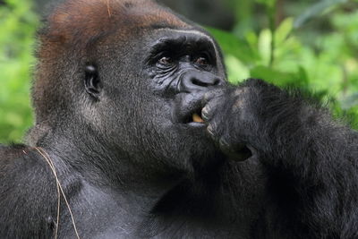 Close-up of silverback gorilla 