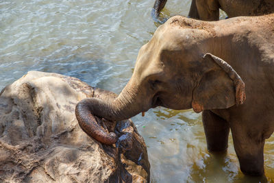 Close-up of elephant in lake