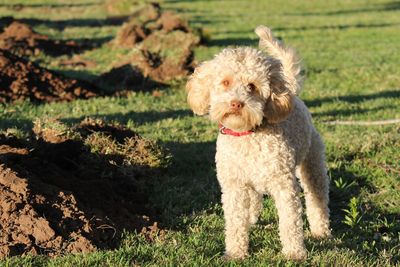 A cute white dog digging holes