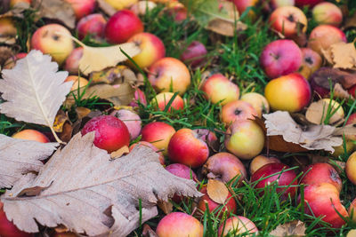 Close-up of apples and fruits on field