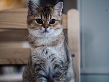 Close-up portrait of cat