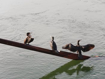 Ducks on lake