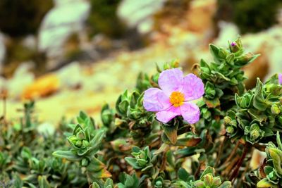 Close-up of pink flowering plant