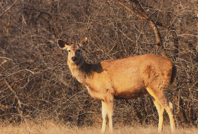 Portrait of an sambar on field