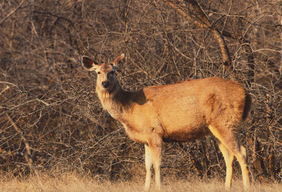 Portrait of an animal on field