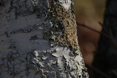 Close-up of lichen on tree trunk