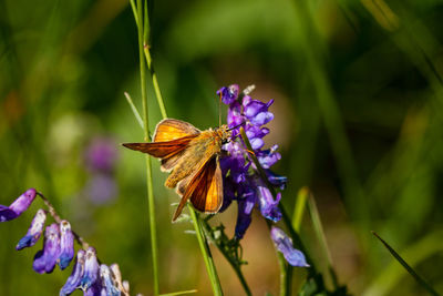 Close-up of orange butterfly on purple flowering plant