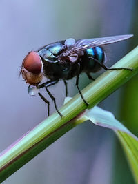 Close shot of house fly using diy macro clips lens attached to the smartphone. 