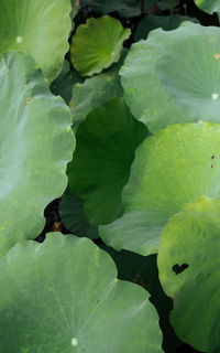 Full frame shot of water lily leaves