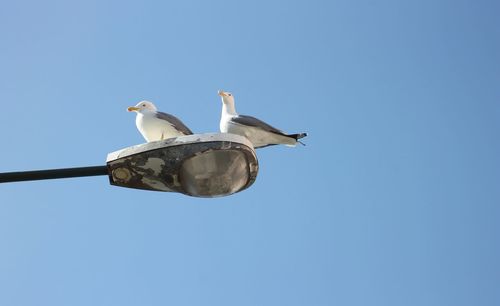 Low angle view of seagulls against clear blue sky