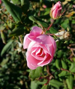 Close-up of pink rose